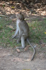 animal wild monkey cambodia nature