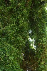 Obraz premium Jungle forest. Tropical trees in deep forest. Beautiful adventure nature landscape background