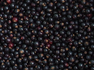 Fresh sweet blackcurrant background covered with tiny drops of water condensate. Ribes nigrum. Close-up blackcurrant texture, surface, top view. Harvesting