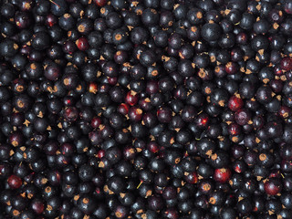 Fresh sweet blackcurrant background covered with tiny drops of water condensate. Ribes nigrum. Close-up blackcurrant texture, surface, top view
