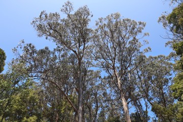Portugal eucalyptus trees