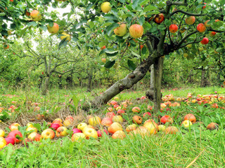 Organic fruit orchard with ripe red and yellow apples on branches and on the ground in an English...