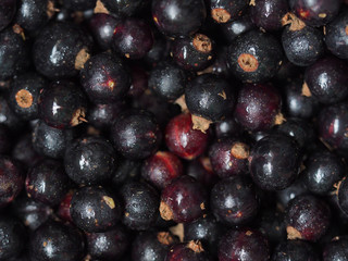 Ribes nigrum. Fresh sweet blackcurrant background covered with tiny drops of water condensate. Macro blackcurrant texture
