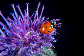 Ladybug on a thistle