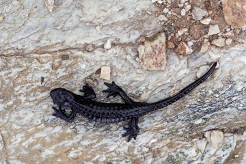 Alpine salamander (Salamandra atra)