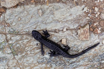 Alpine salamander (Salamandra atra)