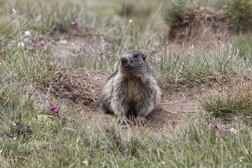 Alpine marmot (Marmota marmota)