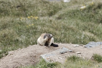 Alpine marmot (Marmota marmota)