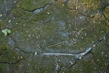 Moose und Flechten auf einer Industriebrache