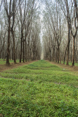 Garden Rubber tree Plantae Hevea brasiliensis Euphorbiaceae in Phuket Thailand