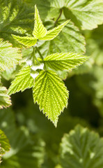 closed raspberry buds