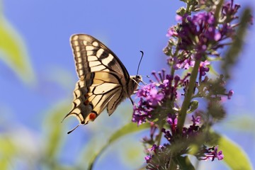 Fototapeta na wymiar Common yellow swallowtail (Papilio machaon)