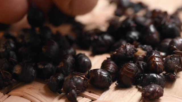 Picking up bunch of toasted ants on mat