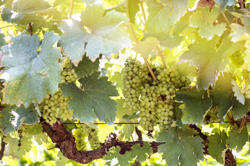 Green grapes harvest in vineyard in Tirana countryside