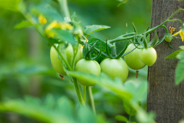 Green tomatoes in a garden
