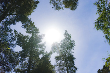 Obraz premium Midday forest sun