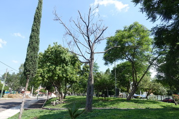 Fototapeta premium Muerte junto a ala vida!