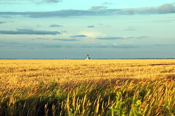 Природа Украины- вид поля пшеницы и берега Черного моря, вечер, заход солнца. Лето 2018   © masterskuz55