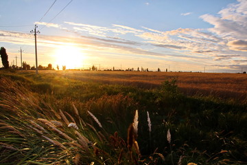 Природа Украины- вид поля пшеницы и берега Черного моря, вечер, заход солнца. Лето 2018
 - obrazy, fototapety, plakaty