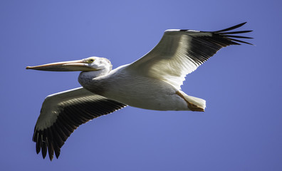 Pelican in Flight