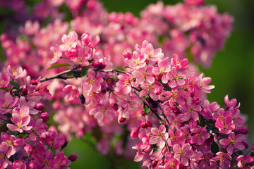Decorative red apple tree flowers blossoming at spring time, floral natural background