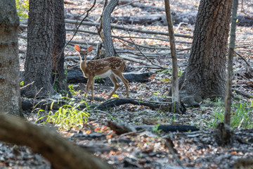 Whitetail fawn