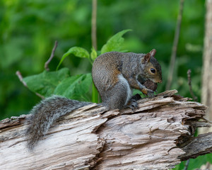 Grey squirrel eating a nut.