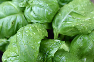 Fresh Basil with Condensation