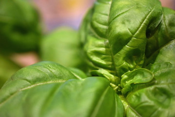 Picture Perfect Fresh Basil