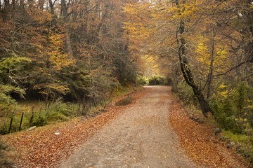 Obraz premium Otoño en el camino de 7 lagos, Parque nacional Lanin, Neuquen, Argentina.
