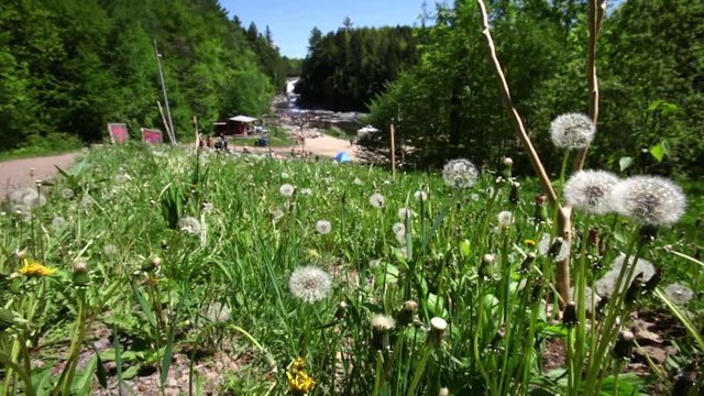 Young kid having fun with a seeding dendelion