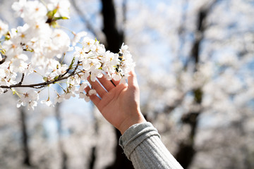 woman's hand on cherry blossom tree - 214010108