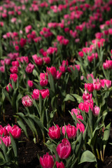 Pink and Red Tulips lined up in a row