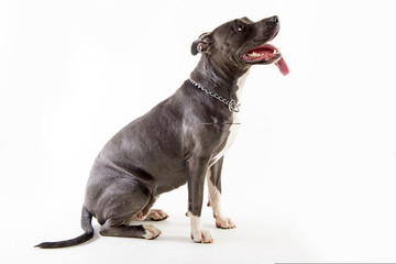 dog pitbull sitting on the side looking up on white background.