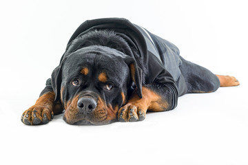 dog rottweiler lying down with white background - obrazy, fototapety, plakaty