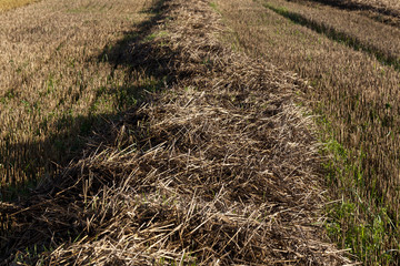 old dry straw
