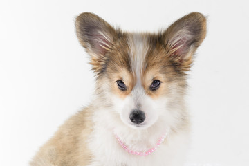 welsh corgi puppy face on white background