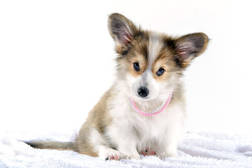 cute puppy wearing pink necklace on white background