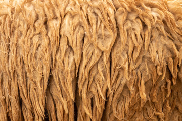 Raw wool background