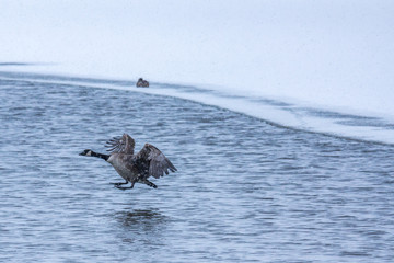 Fototapeta premium Canada Goose in flight 