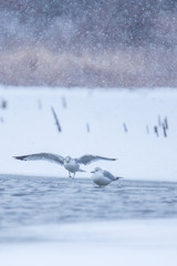 Seagulls on the edge of water and snow