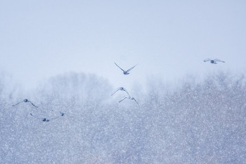 Birds in flight in snowy weather