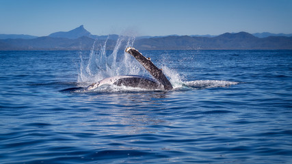 Fototapeta premium Humpback whale splashing at the surface of the ocean near Byron bay