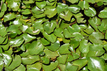 Lots of Lilypads #4 - Powered by Adobe