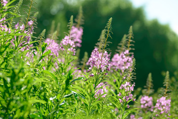 Pink flowers of fireweed (Epilobium or Chamerion angustifolium) in bloom ivan tea. Flowering willow-herb or blooming sally