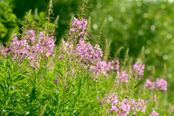 Pink flowers of fireweed (Epilobium or Chamerion angustifolium) in bloom. Flowering willow-herb or blooming sally.