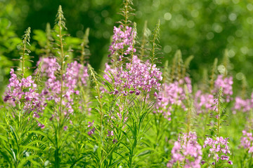 Pink flowers of fireweed (Epilobium or Chamerion angustifolium) in bloom ivan tea. Flowering willow-herb or blooming sally