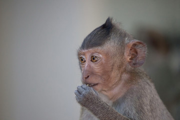 可愛いサル