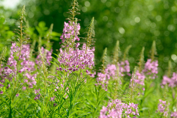 Fototapeta premium Pink flowers of fireweed (Epilobium or Chamerion angustifolium) in bloom. Flowering willow-herb or blooming sally.