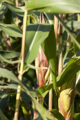 corn field, summer